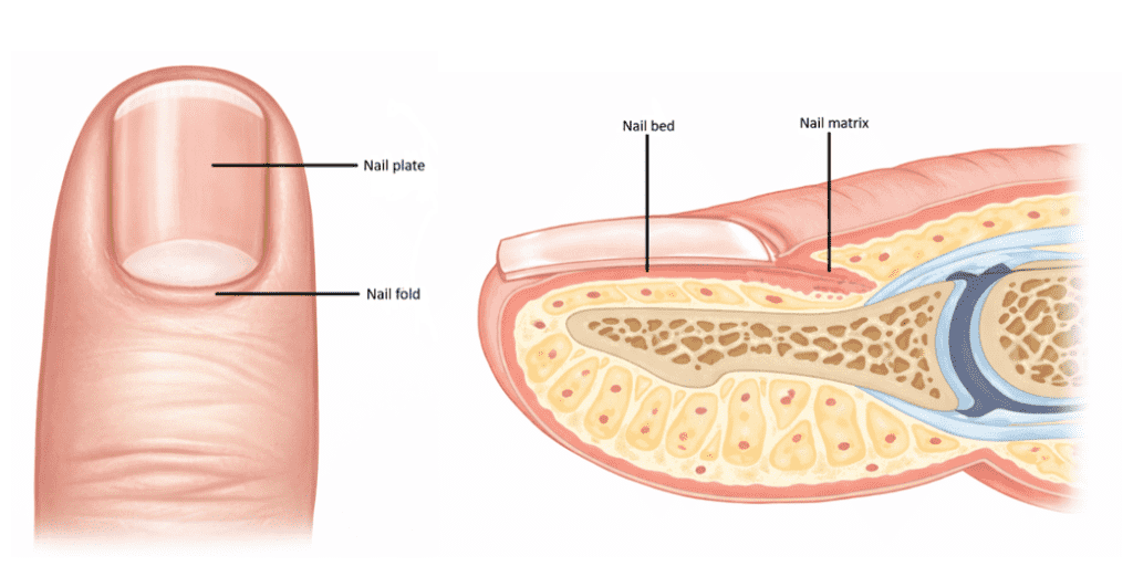 Diagram of fingernail anatomy