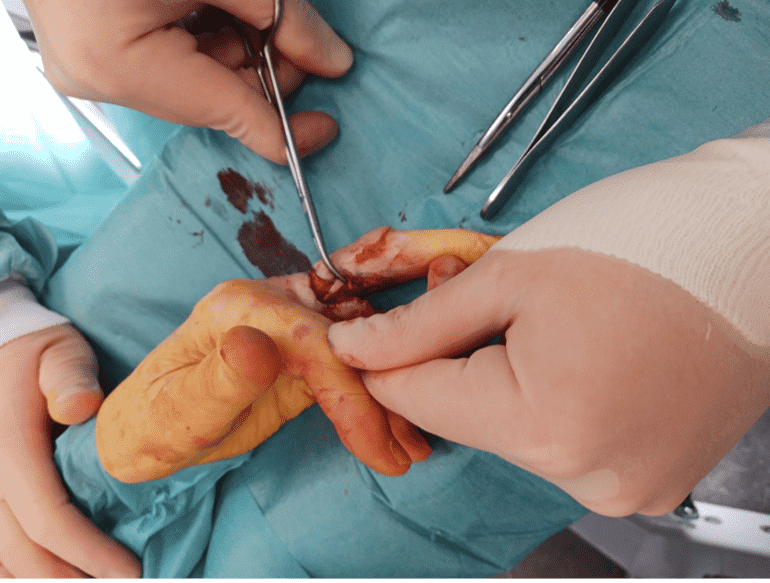 Surgical procedure on a dog's paw