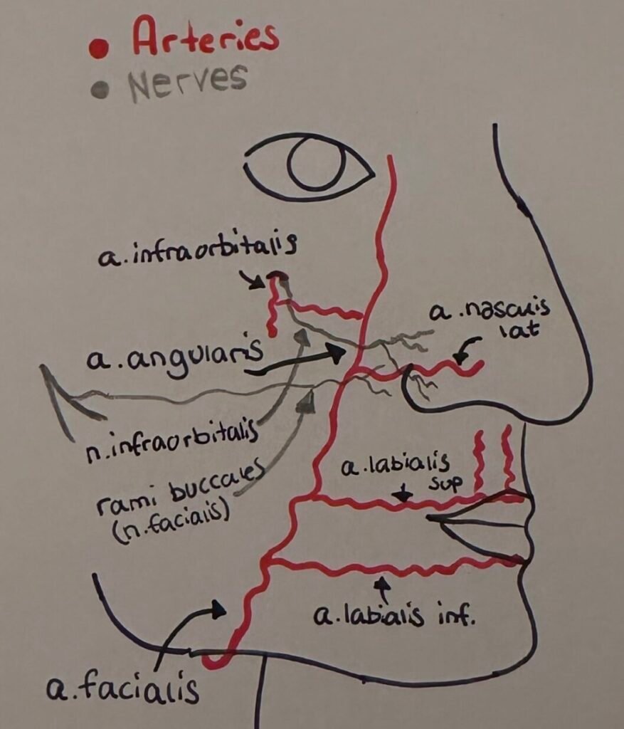 Facial arteries and nerves diagram
